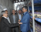 افتتاح مرکز20 تُنی  کشت زعفران در دانشگاه ارومیه  