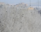 دانشگاه ارومیه سفید پوش شد (گزارش تصویری)