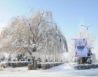 دانشگاه ارومیه سفید پوش شد (گزارش تصویری)