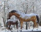 دانشگاه ارومیه سفید پوش شد (گزارش تصویری)