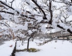  زمستان زیبای برفی در مرکز آموزش عالی شهید باکری میاندوآب