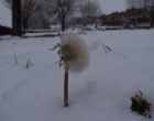  زمستان زیبای برفی در مرکز آموزش عالی شهید باکری میاندوآب