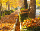 آخرین پاییز قرن در پردیس زیبای نازلوی دانشگاه ارومیه 