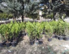 آغاز کاشت 1500 درخت کم آب بر و 8 هزار بوته گیاهان دارویی در دانشگاه ارومیه / دانشگاه ارومیه پیشرو در تغییر الگوی کاشت گیاهان فضای سبز ؛