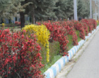 گلهای بهاری زینت بخش دانشگاه ارومیه (گزارش تصویری)