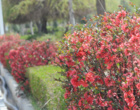 گلهای بهاری زینت بخش دانشگاه ارومیه (گزارش تصویری)