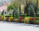 گلهای بهاری زینت بخش دانشگاه ارومیه (گزارش تصویری)