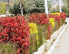 گلهای بهاری زینت بخش دانشگاه ارومیه (گزارش تصویری)