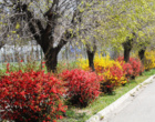 گلهای بهاری زینت بخش دانشگاه ارومیه (گزارش تصویری)