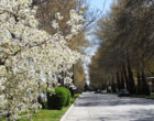گلهای بهاری زینت بخش دانشگاه ارومیه (گزارش تصویری)