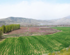 گلهای بهاری زینت بخش دانشگاه ارومیه (گزارش تصویری)