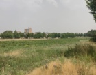 آغاز برداشت از مزرعه گل محمدی دانشگاه ارومیه 