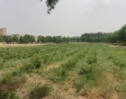آغاز برداشت از مزرعه گل محمدی دانشگاه ارومیه 
