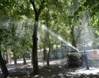 عملیات سم پاشی درختان پردیس شهر دانشگاه ارومیه 