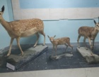 بازدید رییس و جمعی از اساتید دانشکده کشاورزی از موزه تاریخ طبیعی دانشگاه 