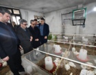 آغاز بهره بردای از مرغداری آموزشی تحقیقاتی دانشگاه ارومیه  
