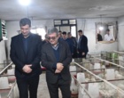 آغاز بهره بردای از مرغداری آموزشی تحقیقاتی دانشگاه ارومیه  