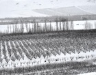 دانشگاه ارومیه سفید پوش شد (گزارش تصویری)