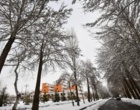 دانشگاه ارومیه سفید پوش شد (گزارش تصویری)