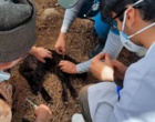 گزارش برگزاری اردوی دو مرحله ای جهادی گروه دامپزشکان جوان  دانشگاه ارومیه 