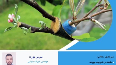 کارگاه پیوندزنی نهال های درختان گردو، گیلاس، بادام و هلو
